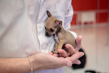 一只小狗饲养吉娃娃 坐在人手上婴儿宠物朋友动物工作室白色玩具棕色耳朵小动物图片