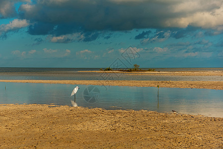 一座小白海绵正站在环礁湖里 艾格蕾塔加雷塔天空沼泽起重机翅膀湿地美丽动物群脖子苍鹭野生动物图片