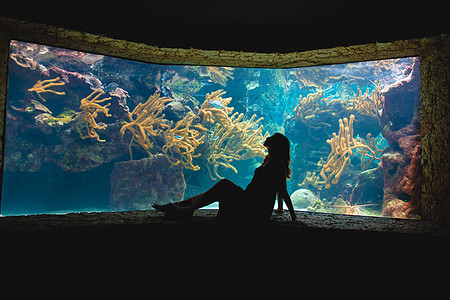 在巨大的水族馆背景下 一个男人和一个女人的休眠钟海洋珊瑚潜水夫妻蓝色阴影家庭野生动物海洋馆图片