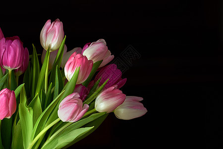 在黑色工作室背景下用一束郁金香花复制空间 美丽的开花植物特写镜头与桃红色花瓣开花和开花的 漂亮的花束作为情人节礼物图片