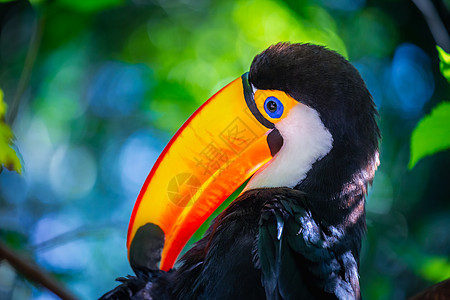 巴西潘塔纳尔岛多彩多彩的Toco Toucan热带鸟类动物生态旅游旅游摄影野生动物宠物好奇心主题羽毛文化图片