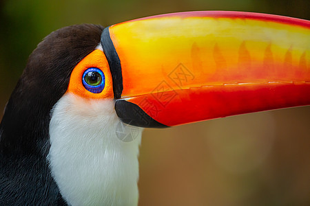 巴西潘塔纳尔岛多彩多彩的Toco Toucan热带鸟类摄影好奇心野生动物生态旅游文化宠物主题旅游羽毛动物图片