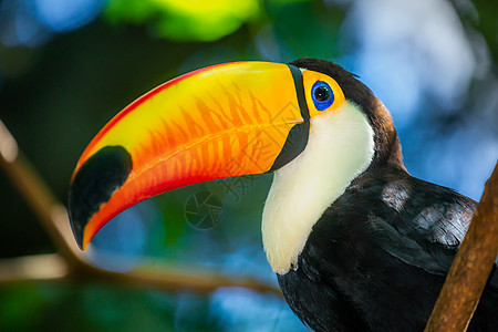 巴西潘塔纳尔岛多彩多彩的Toco Toucan热带鸟类摄影羽毛野生动物旅游主题动物文化好奇心宠物生态旅游图片