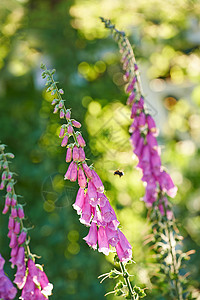 授粉的大黄蜂飞向花园里的毛地黄花 在夏天或春天 在田野里盛开的洋地黄 大自然中有绿茎的美丽紫色植物图片