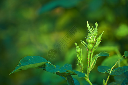 一群玫瑰花蕾在绿茎上发芽 然后在家里的花园和后院开花 在具有散景背景和复制空间的野生灌木上生长的精致花朵的特写图片