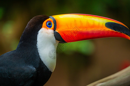 巴西潘塔纳尔岛多彩多彩的Toco Toucan热带鸟类生态旅游羽毛旅游摄影好奇心文化野生动物宠物主题动物图片