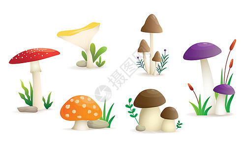 野生泥浆间设置矢量插图 在白色背景上隔离六类蘑菇图片