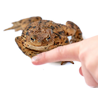 棕色身体和干燥粗皮上黑色点标记的常见真 有人用手指白色背景 布福尼达物种的青蛙随时可以跳来跳去并卷土重来图片