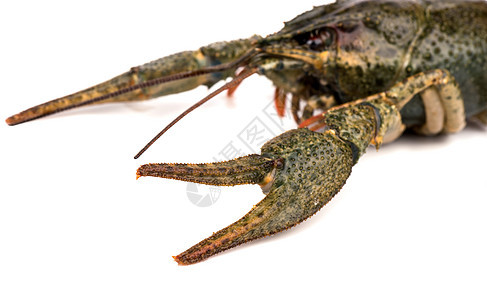 原龙虾宏观贝类美食绿色触手小龙虾食品眼睛生物学甲壳图片