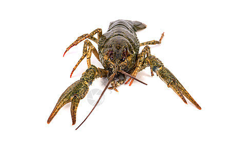 原龙虾动物天线甲壳宏观小龙虾海鲜绿色触手熟食食品图片
