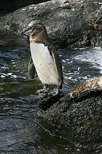 加拉帕戈斯企鹅 厄瓜多尔加拉帕戈斯国家公园图片