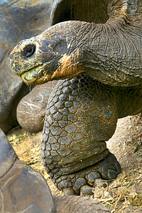 厄瓜多尔加拉帕戈斯国家公园Gal自然保护区黑龟行为动物野生动物自然公园保护风景环境目的地图片