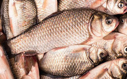 Crucian 骨钓鱼团体淡水鲫鱼尾巴鲤鱼生活食物宠物图片