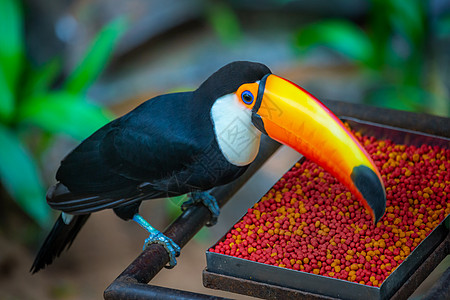 巴西潘塔纳尔岛多彩多彩的Toco Toucan热带鸟类食鸟部分橙子野生动物摄影巨嘴鸟羽毛热带生态旅游主题宠物动物图片