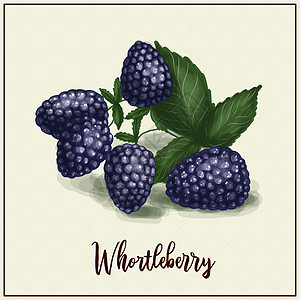 卡与浆果 蓝莓 绘制的切尼克 黑莓 矢量插图 农场浆果农场 异国情调的浆果图片