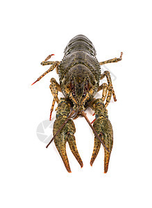原龙虾美食熟食动物白色宏观食品海鲜甲壳绿色触手图片