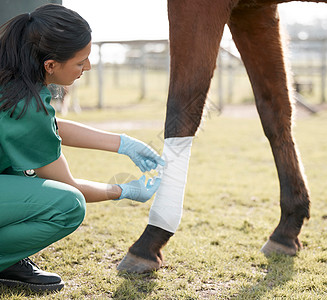 确保这是正确的 一位面目全非的兽医在农场的马腿上缠着绷带的镜头图片