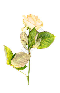 湿黄玫瑰植物脆弱性白色婚礼礼物花瓣庆典叶子褪色图片
