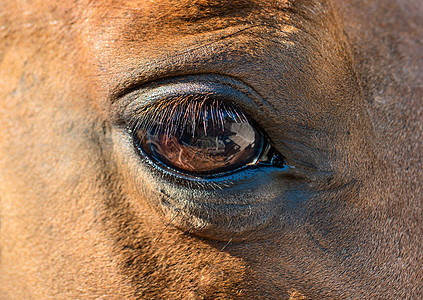 马眼闭眼动物水平棕色骑术黑色农场身体哺乳动物毛皮鬃毛图片