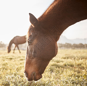获得一匹马的信任 你就有了一个终生的朋友 在农场拍摄一匹漂亮的马图片
