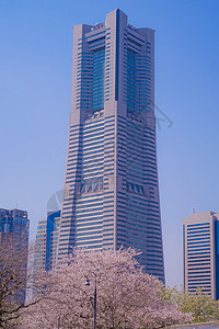 盛开的城市和横滨米那托米拉伊市花瓣街景建筑蓝色天空地标粉色建筑群蓝天晴天图片