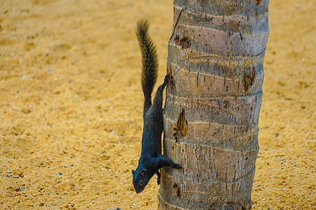 帕塔亚海滩泰国可爱松鼠哺乳动物海滩沙滩野生动物荒野宠物海洋生物陆地小动物图片