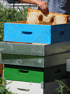 养蜂大师拔出一个带蜂蜜的框 从蚁群中的蜂巢里提取出来收成生物养蜂业工人控制甜食框架检查安全农场图片