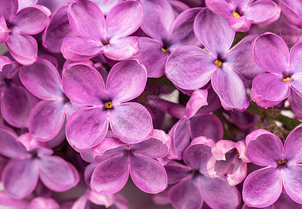 紫硅花花图片