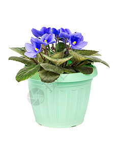 锅里的紫罗兰花盆花园生长三色季节植物群蓝色花朵植物紫色图片
