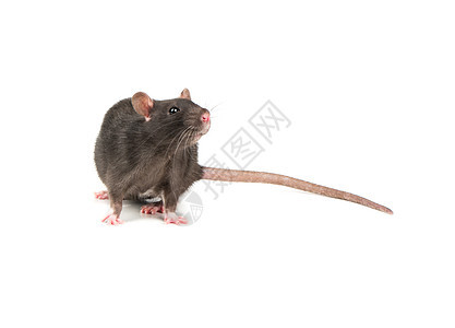 灰鼠分离哺乳动物宠物跑步眼睛耳朵爪子晶须毛皮头发老鼠图片