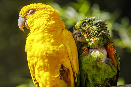 巴西潘塔纳尔的绿色和金金鹦鹉夫妇放松图片