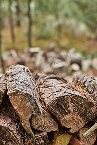 准备过冬的柴火 成堆的木柴在森林里 木柴背景 锯切树木 堆叠的原木 木柴国家壁炉库存戒指活力松树季节木头树干环境图片