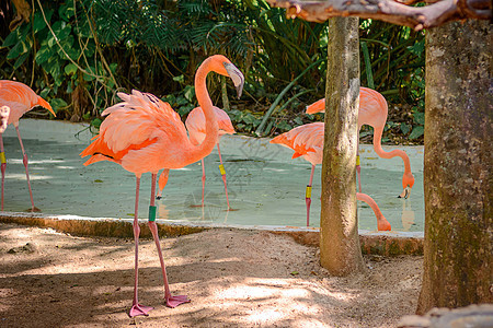 动物园里的粉红火烈鸟 在人工池塘里饲料野生动物水禽脖子场景火烈鸟公园异国荒野旅游图片