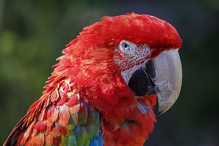 在巴西观看摄影机的花彩 Macaw 鹦鹉主题热带野生动物羽毛动物生态旅游动物园旅游宠物观鸟图片