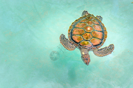 小海龟在苗圃池的缝合水族馆水池热带爬虫蓝色乌龟旅游配种情调苗圃图片