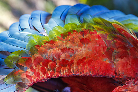 Macaw 鹦鹉羽毛近身的抽象模式热带部位异国主题文化摄影动物图案身体旅游图片