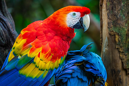 色彩多彩的 Macaw 鹦鹉背面查看翅膀细节图片