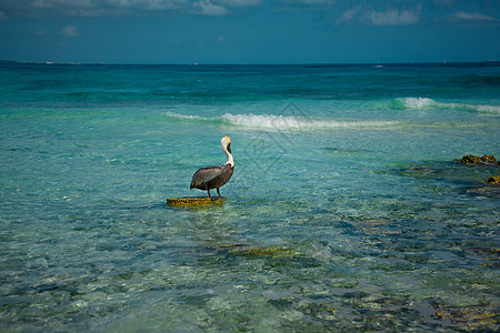 Pelican站在太阳海中的一块石头上天蓝色天空蓝色海滩身体波浪空气地平线翅膀太阳图片