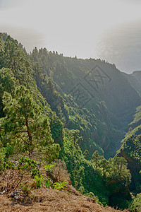 西班牙加那利群岛La Palma山脉的青绿森林景象 Tall 松树在zen无声林中生长 自然与静默 舒缓的氛围和谐相处图片