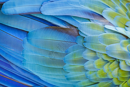 Macaw 鹦鹉羽毛近身的抽象模式主题文化情调部位图案活力热带身体异国动物园背景图片