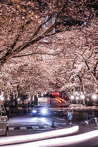 上海街景Roppongi 1个家庭樱花花隧道驾驶植物旅游夜景花园樱花观光城市树木背光背景