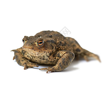 在白色工作室背景下孤立的一只普通欧洲蟾蜍的肖像 一只棕色的青蛙 身上长着凹凸不平的黑色斑点 一种湿润的两栖动物 具有粗糙的皮革质图片