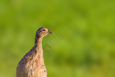 在草原上一只年轻的野鸡鸡环境秋水仙荒野鸟类母鸡羽毛动物打猎野生动物成人图片