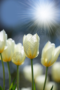 花园或户外田野里郁金香花上的明媚阳光 在春天阳光明媚的日子里 一束美丽的开花植物的特写 白色花瓣在大自然中绽放图片