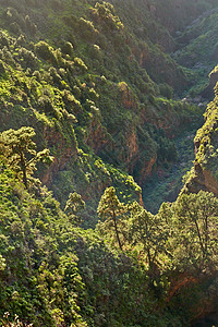 西班牙加那利群岛拉帕尔马山区的松树景观 夏季 可以看到被绿色植被和灌木覆盖的山丘的林业 山顶和森林茂密的树叶植物荒野岛屿冒险阳光图片