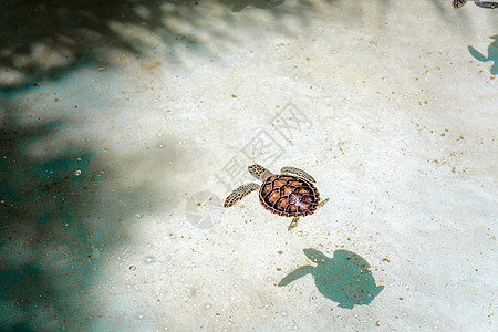 小海龟在苗圃池的缝合苗圃潜水游泳海洋配种水族馆旅游池塘情调热带图片