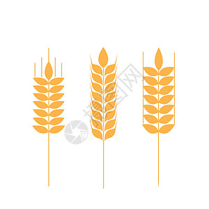 收集成熟的麦子 农业符号 面粉生产 小麦矢量环形圆筒等奶奶农场纸托家庭作物生长面包耳朵灰尘牧场图片