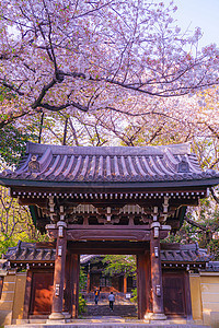 的樱花花东京岛区池塘街景机构蠕虫樱花粉色花瓣蓝天建筑寺庙图片