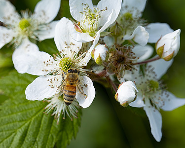 贝里·布什花朵上的蜜蜂背景图片