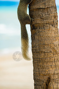 帕塔亚海滩泰国可爱松鼠宠物哺乳动物荒野海滩尾巴野生动物生物陆地海洋沙滩背景图片